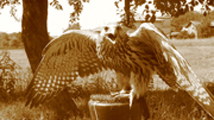 falco sacro femmina